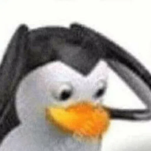 aquatic bird puffin bird