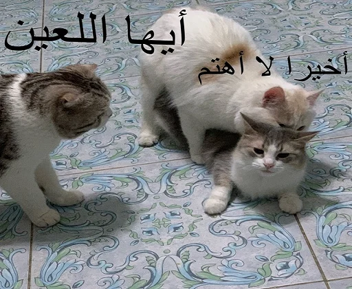 млекопитающее животное домашняя кошка