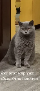 Sticker Ариса core @MoiStikiBot - 2