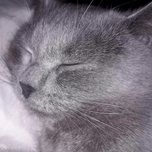 Sticker arsenka_2006 - 1