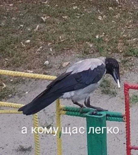 животное птица на открытом воздухе