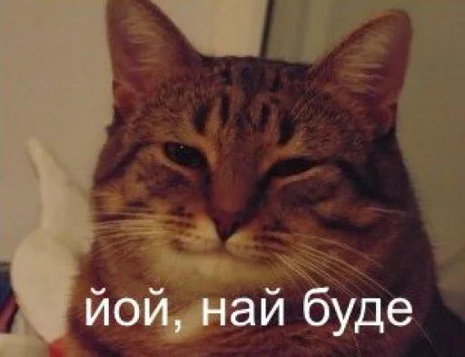 млекопитающее животное кошка