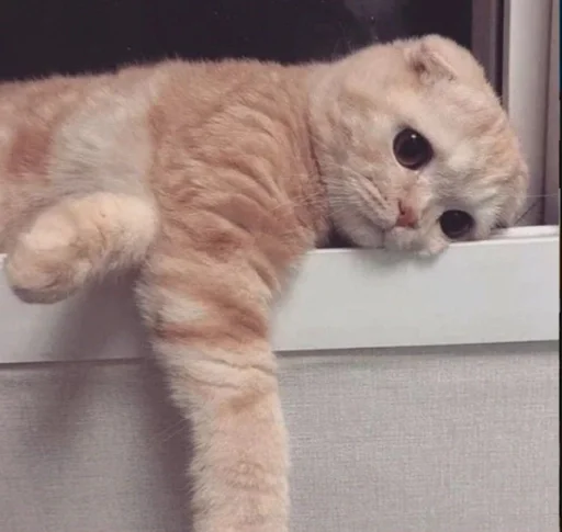 животное млекопитающее кошки малого и среднего размера