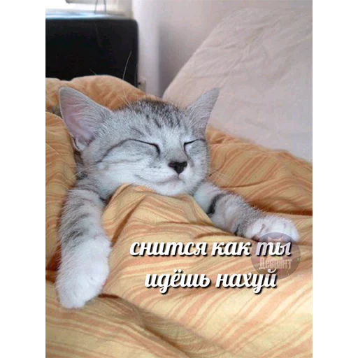 animal mammal small to medium-sized cats