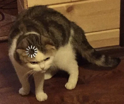 животное кошки малого и среднего размера млекопитающее