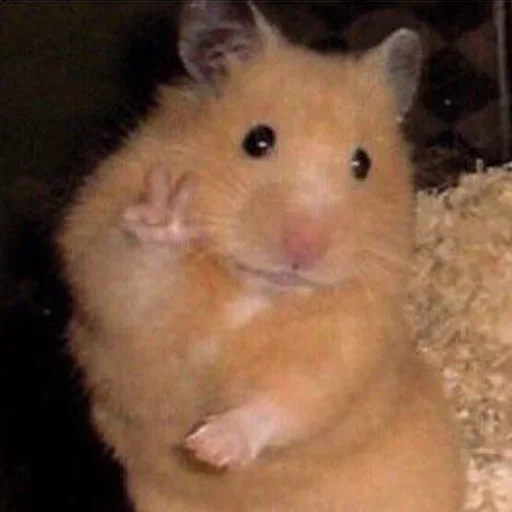 млекопитающее животное хомяк