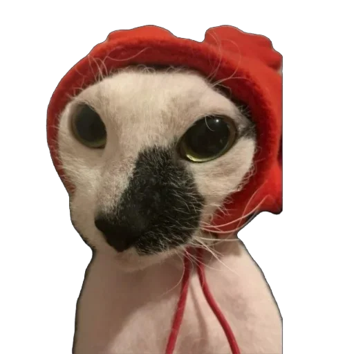 Sticker asechka604 - 1