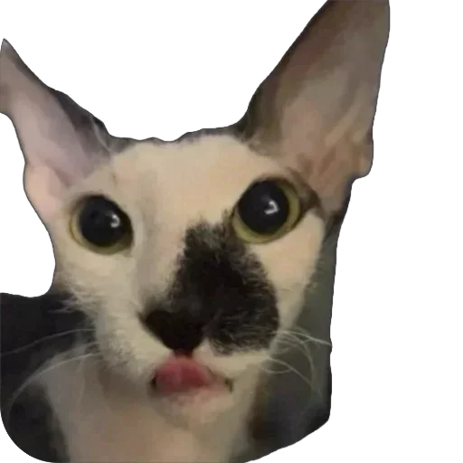 Sticker asechka604 - 1