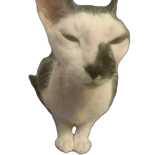 Sticker asechka604 - 1