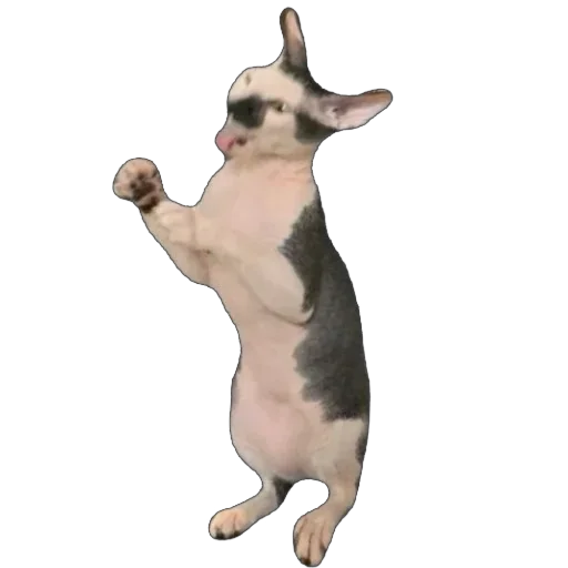 Sticker asechka604 - 1