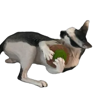 Стикер асечка - 10