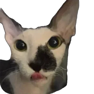 Стикер асечка - 4