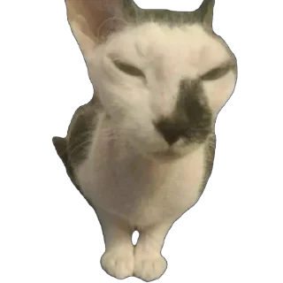 Стикер асечка - 2