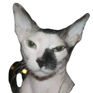 Стикер асечка - 3