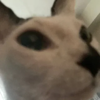 Стикер асечка - 9