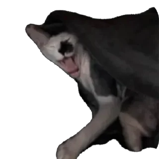 Стикер асечка - 5