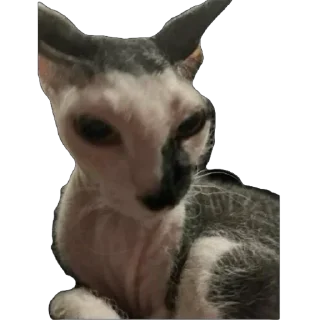 Стикер асечка - 8