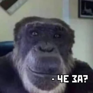 Стикер Ашале шо за анаконда? - 4