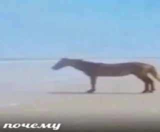 Стикер Ашале шо за анаконда? - 10