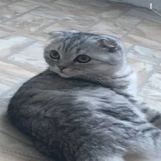 Стикер арабская ночь - 2