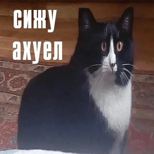 животное млекопитающее кошка