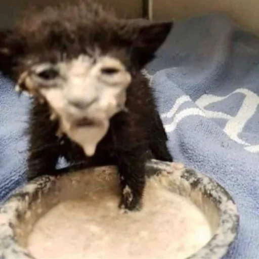 Sticker astakinni - 1