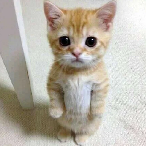 Sticker astakinni - 1