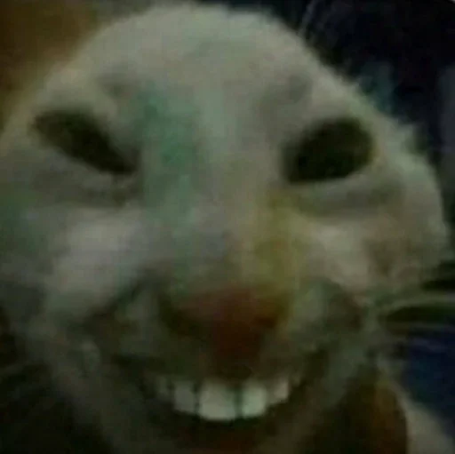 млекопитающее животное усы