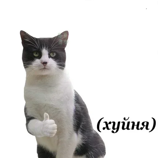 animal mammal domestic cat