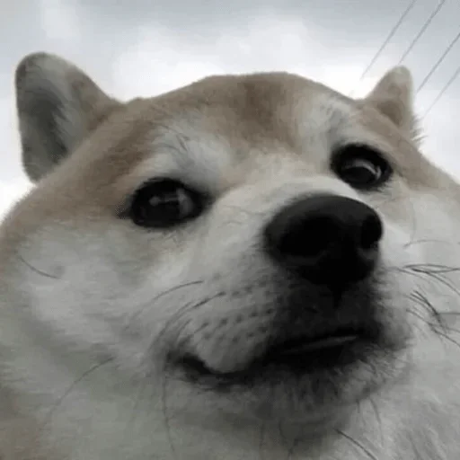 Стикер /packs by @fStikBot - 2