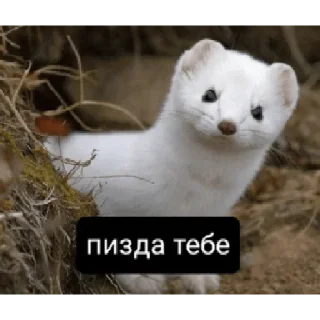 Стикер Алишер лох - 5