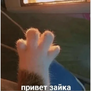 Стикер Алишер лох - 9