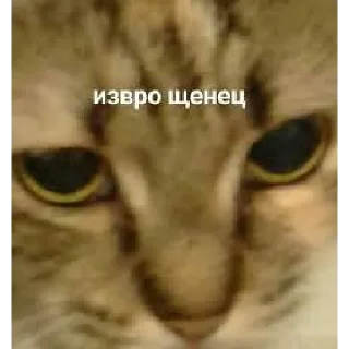 Стикер Алишер лох - 10