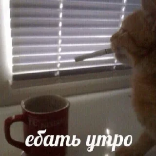 Стикер Алишер лох - 6