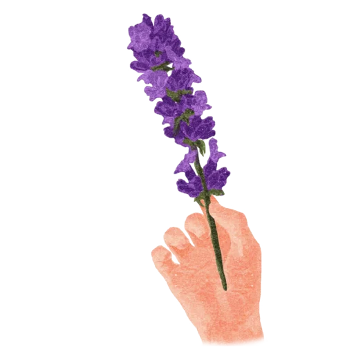 lavender purple violet