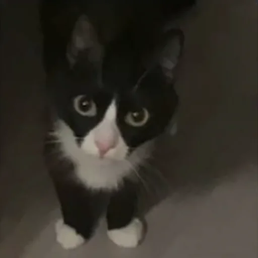 Стикер АФАНЕСКА - 6