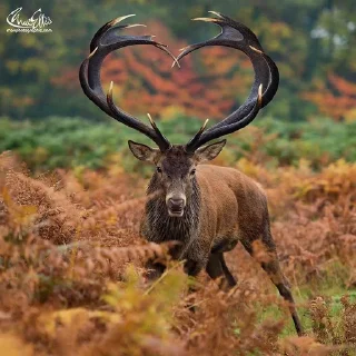 Sticker Avanish`s stickers - 10