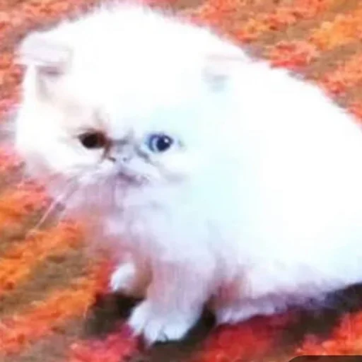 котята с авито - 