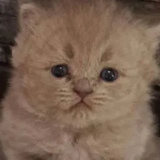 Sticker котята с авито - 8