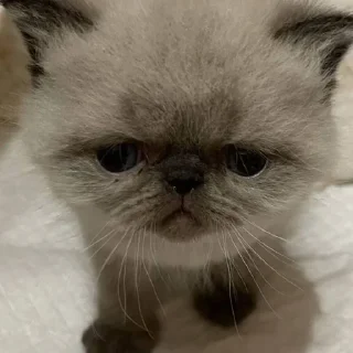 Sticker котята с авито - 7