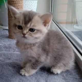 Sticker котята с авито - 10