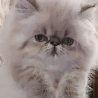 Sticker котята с авито - 6