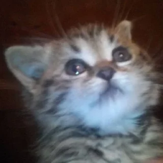 Sticker котята с авито - 3