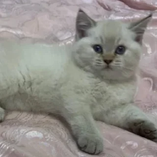 Sticker котята с авито - 1