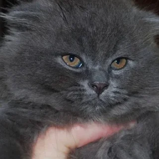 Sticker котята с авито - 5