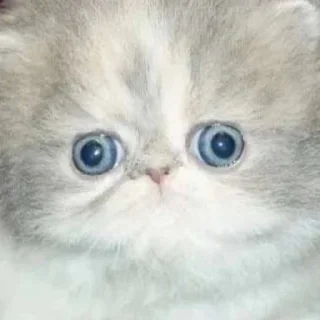 Sticker котята с авито - 2