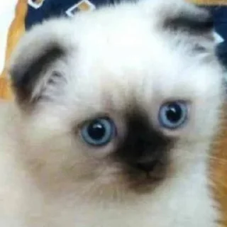 Sticker котята с авито - 11