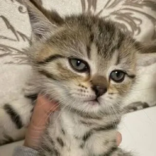 Sticker котята с авито - 0