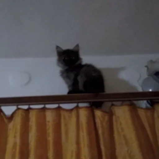 Стикер котята с авито - 11