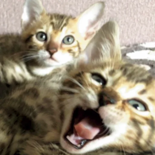 Стикер котята с авито - 10